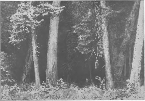 LEON WYCZÓŁKOWSKI, Z TEKI BIAŁOWIESKIEJ (litogr.. 1922).