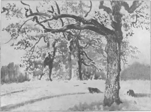 LEON WYCZÓŁKOWSKI, SOSNY (litogr., sposób pçdzlowy, 1924).