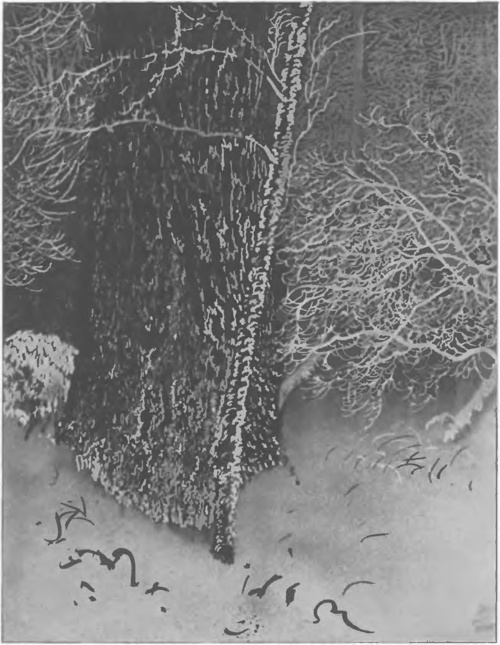 LEON WYCZÓŁKOWSKI, SĘDZIELINA (litogr., sposób pędzlowy, 1924).