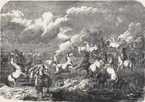 STADO KONI WĘGIERSKICH (Ilustracja z r. 1862) 