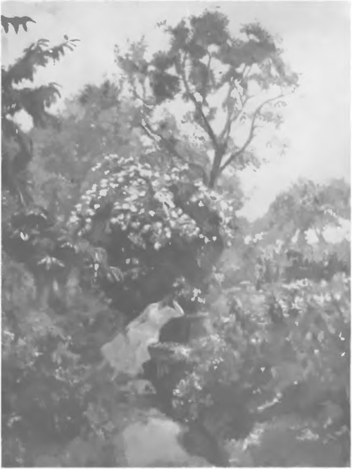 WOJCIECH WEISS, W OGRODZIE (ol., 1917).