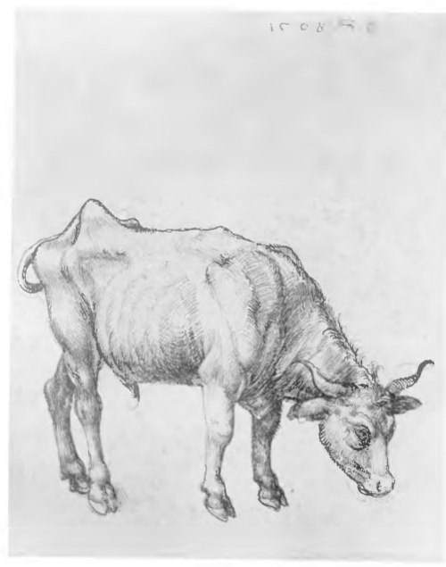 Wół (rys. piór.)