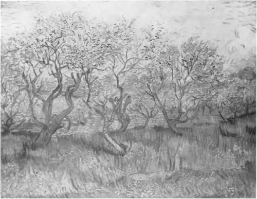 VAN GOUGH, OLIWKI (ol.).