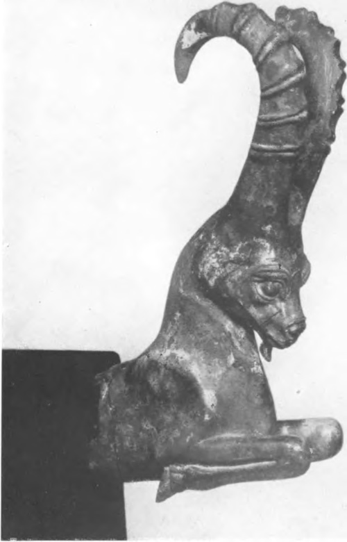 Ryc. 8. PRZÓD KOZI A („IBEX