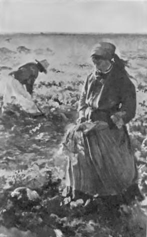 LEON WYCZÓŁKOWSKI. KOPANIE BURAKÓW