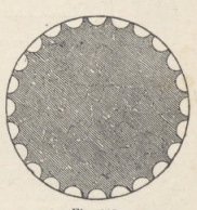Fig.119. Przecięcie trzona kolumny jońskiej