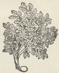 Ryc. 320.