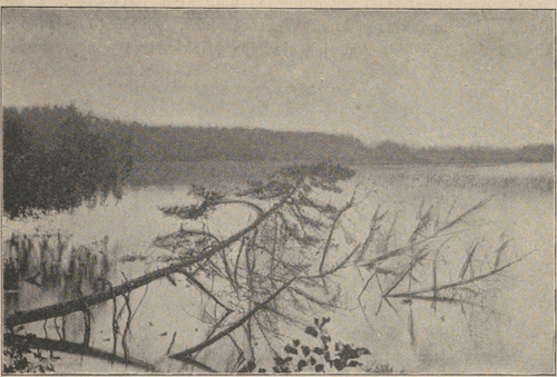 Jezioro Świteź w pow. Nowogrodzkim.