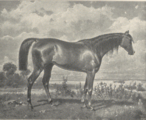 103. PORTRET KLACZY ANGIELSKIEJ, ALBA, LIPIEC 1860