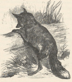 166. LIS. DRZEWORYT Z “MUSSESTUNDEN” Z R. 1862