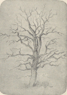 41. DRZEWO. RYSUNEK OŁÓWKIEM 1858