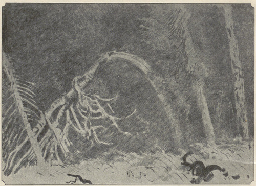 Z TEKI BIAŁOWIESKIEJ (kamienioryt, 1922)
