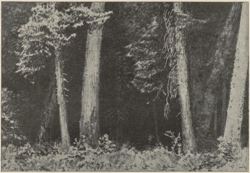 Z TEKI BIAŁOWIESKIEJ (litogr ., 1922)