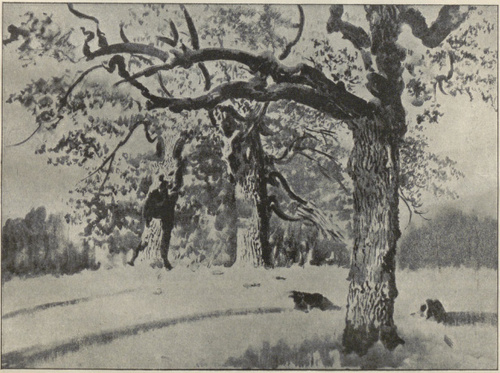 SOSNY (Iitogr., sposób pędzlowy, 1924)